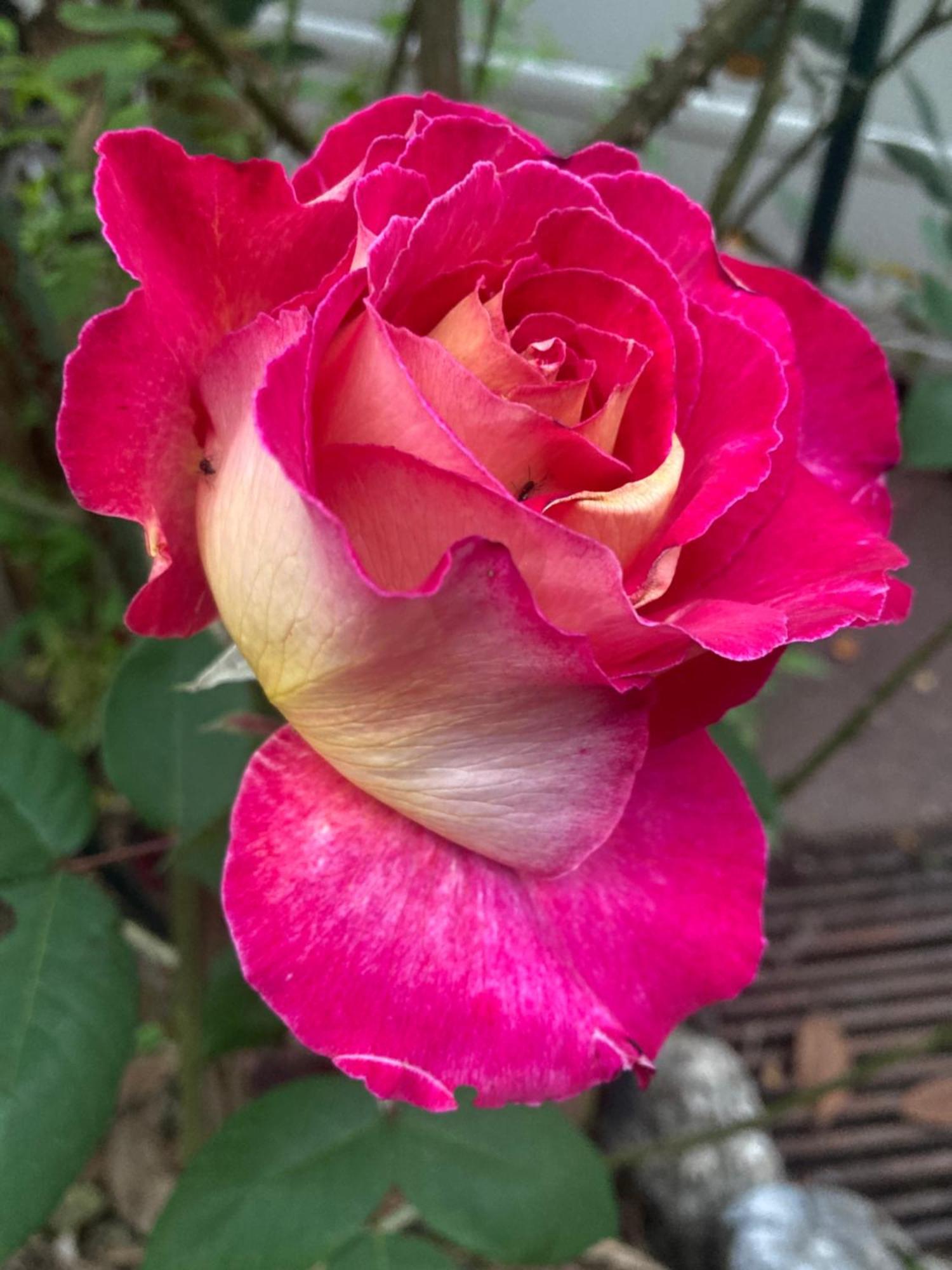 Maison Des Roses Oullins Dış mekan fotoğraf